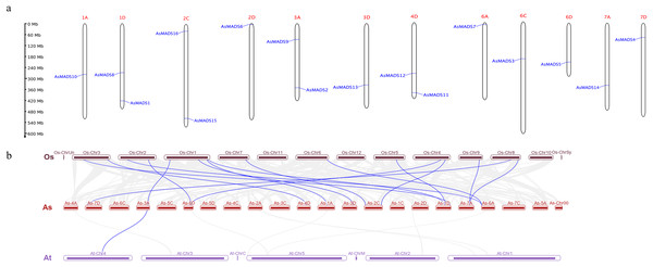 Chromosomal location and collinearity analysis of 16 AsMADS genes.