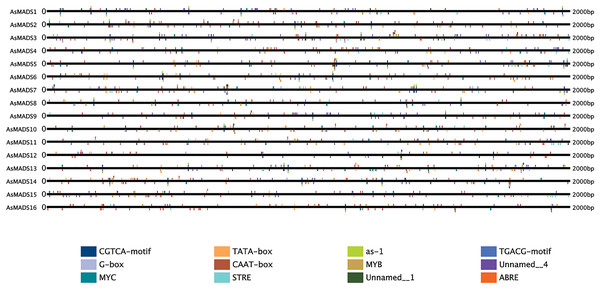 Prediction of cis-elements in the 2 k upstream regulatory regions of AsMADS genes.