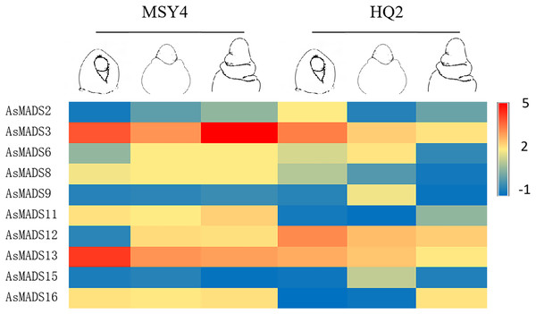 Gene expression of 10 AsMADS genes in the initial stage, elongation stage and branch differentiation stage of HQ2 and MSY4 under short days from qPCR.