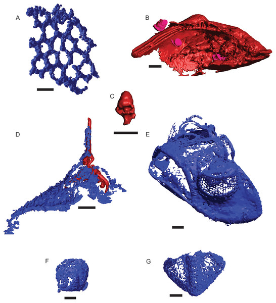 μCT renderings of fossils identified in cores of the Edinburg Formation.