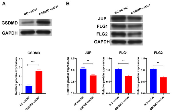 GSDMD suppresses human keratinocyte differentiation.