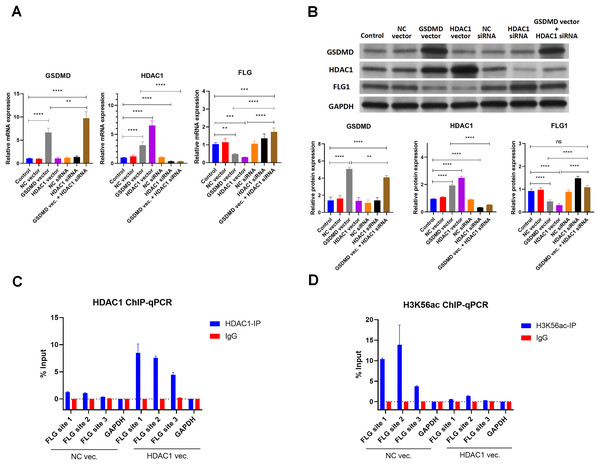 GSDMD reduces FLG expression via HDAC1 in human keratinocytes.