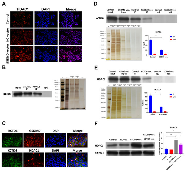 GSDMD prohibits HDAC1 degradation by blocking the interaction of KCTD6 and HDAC1 in human keratinocytes.
