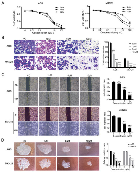 Nintedanib attenuates proliferation, migration, and invasion of gastric cancer cells.