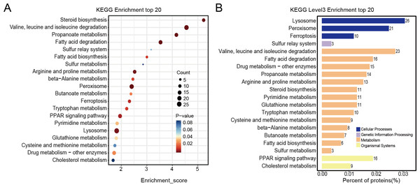 KEGG enrichment analysis results of differentially expressed proteins.