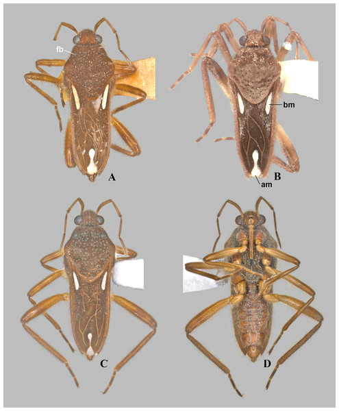 Foveavelia species, dorsal and ventral views.