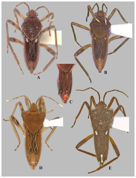 Foveavelia dilatata (Polhemus & Polhemus, 1984), dorsal views of female and male.