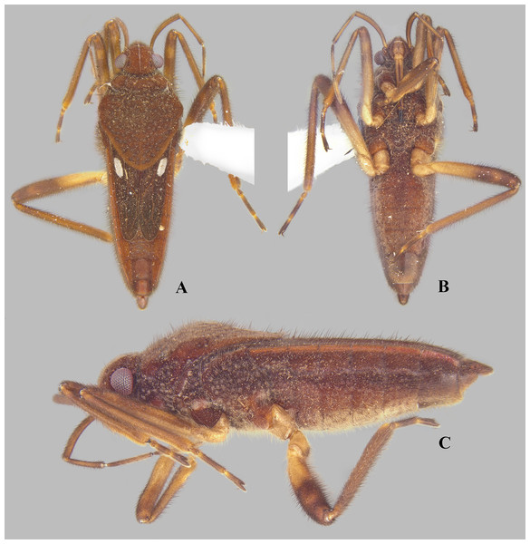 Foveavelia dilatata (Polhemus & Polhemus, 1984), brachypterous female from Peru.