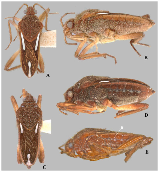 Foveavelia species, dorsal and lateral views.