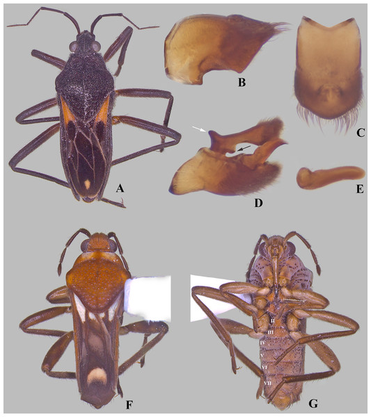 Paravelia species.