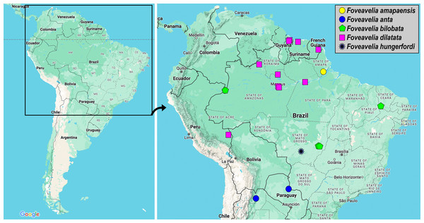 Geographic distribution records of Foveavelia species.