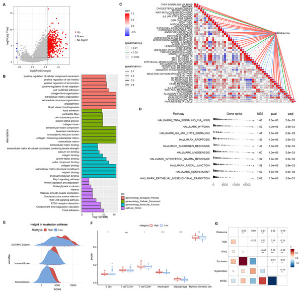 Biological pathways and immune landscape of differences in RiskScore subgroups.