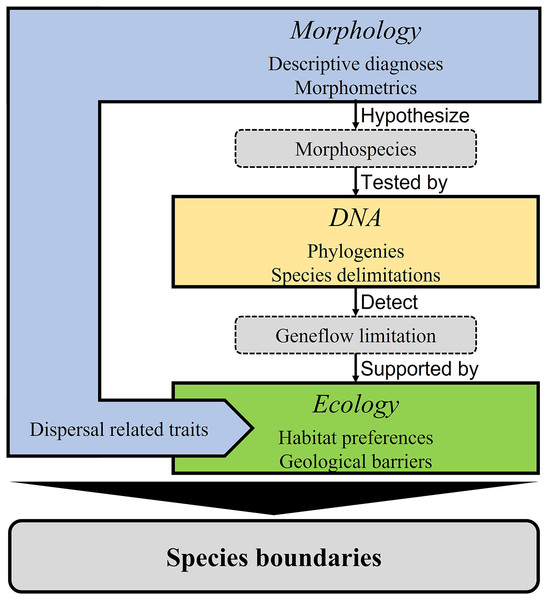Integrative taxonomic model applied in this study.