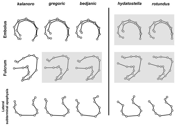 Shape consensuses of the retrolateral view of the embolus, fulcrum, and lateral subterminal apophysis of the expanded right male palp in each morphospecies.