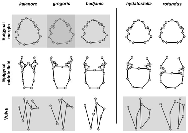 Shape consensuses of the ventral view of the margin of the epigynum, epigynal middle field, and the dorsal view of the vulva of the females in each morphospecies.