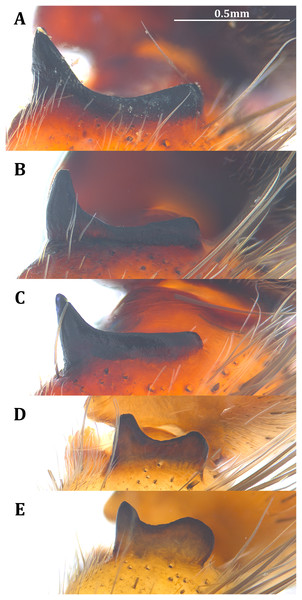 Posterolateral view of the left retrolateral tibial apophysis of the five Dolomedes species.