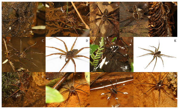 Dolomedes species collected from humid forests in the east and the north of Madagascar, showing the habitus coloration and variation.