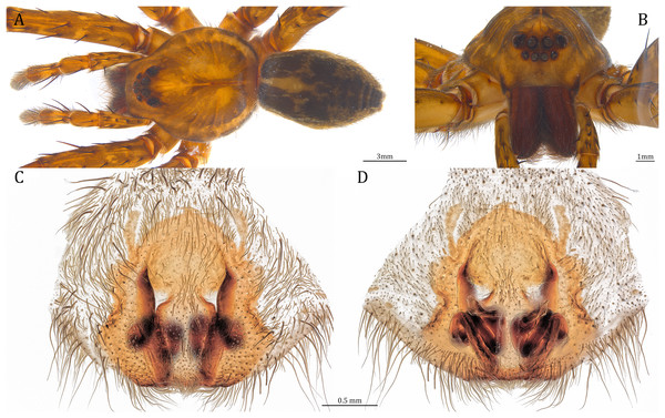 Female Dolomedes gregoric sp. nov. (Paratype, USNMENT01580826).