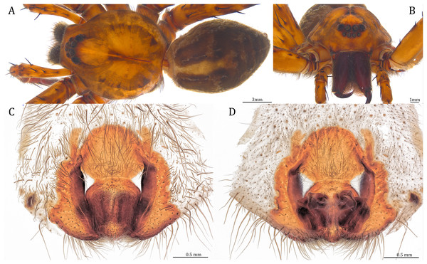 Female Dolomedes bedjanic sp. nov. (Paratype, USNMENT01580828).