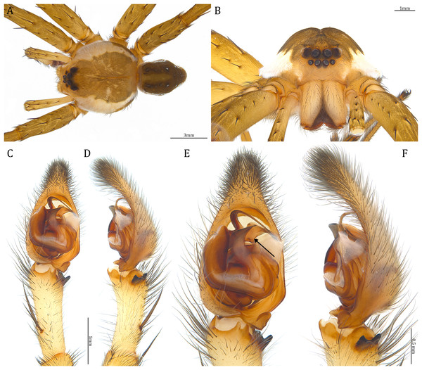 Male Dolomedes hydatostella sp. nov. (Holotype, USNMENT01580829).