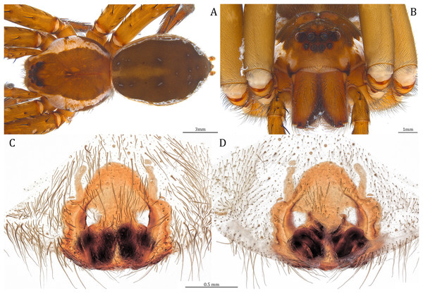 Female Dolomedes hydatostella sp. nov. (Paratype, USNMENT01580830).