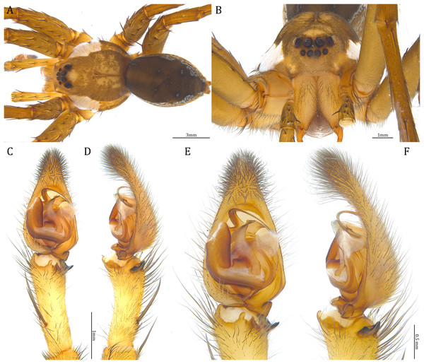 Male Dolomedes rotundus sp. nov. (Holotype, USNMENT01580831).