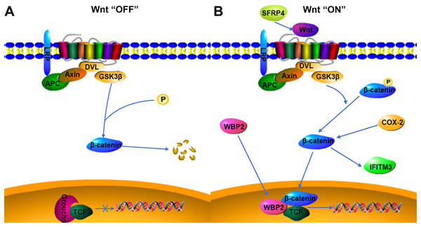Possible relationship of COX-2, WBP2, IFITM3, and SFRP4 with the Wnt/β-catenin pathway in adenomyosis.