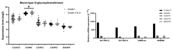 Mucin-type O-linked Glycosyltransferases expressions in benign and malignant meningiomas.