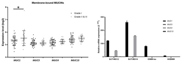 Membrane-bound mucin expressions in benign and malignant meningiomas.