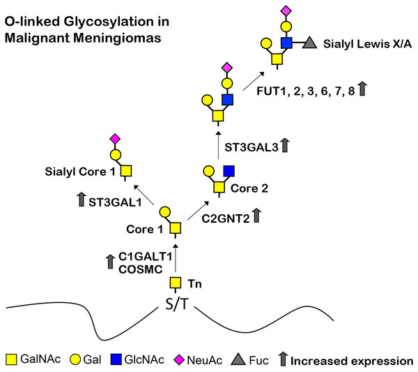 Proposed structures of the mucin type O-linked glycosylation in malignant meningiomas (WHO grade III).