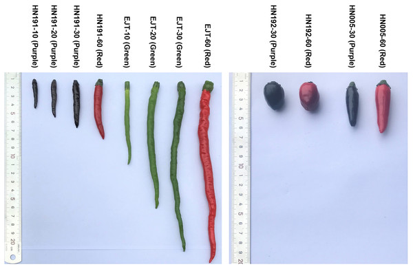 Fruit samples of four pepper varieties at different developmental stages.