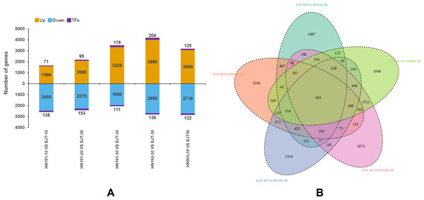 Statistics of differential gene expression in purple fruit varieties (HN191, HN192, HN005) compared with the green fruit variety (EJT) at different stages.