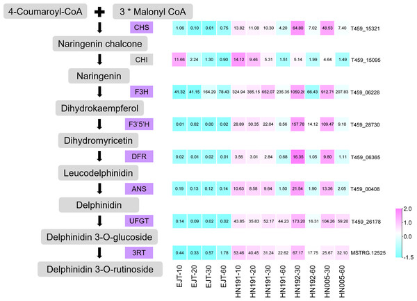 Structural genes of anthocyanin biosynthesis identified from common DEGs.
