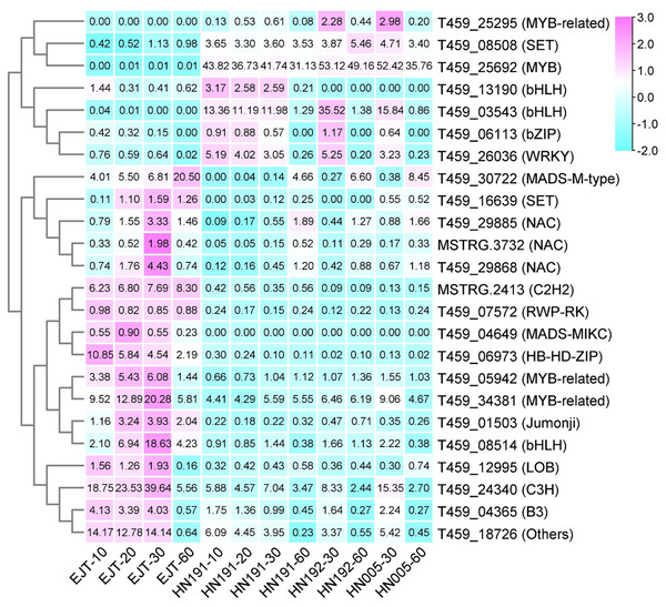 Heatmap of transcription factors (TFs) predicted from common DEGs.