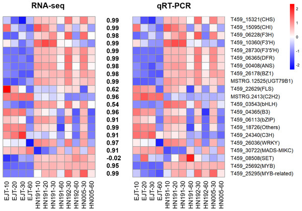 Validation of expression levels of selected genes in four pepper varieties.