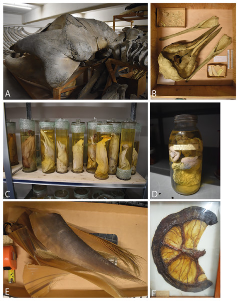 Examples of whale specimens in museum collections.