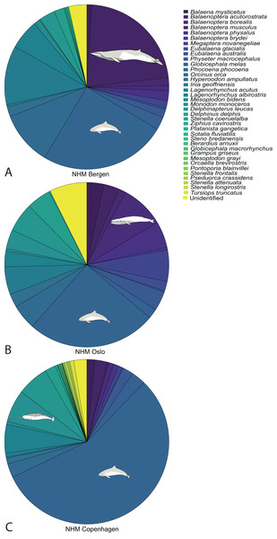 Species composition for the collections in NHM Bergen (A), NHM Oslo (B) and NHM Copenhagen (C).