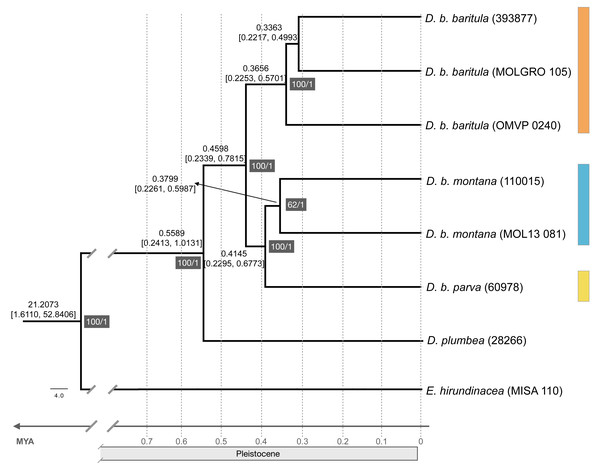 Maximum likelihood phylogenomic tree and divergence times.