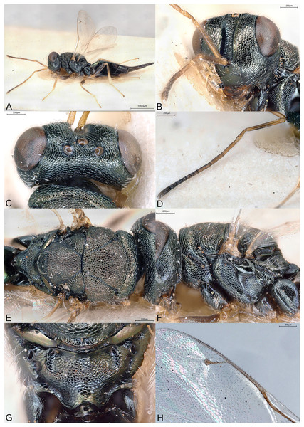 Scrobesia acutigaster.