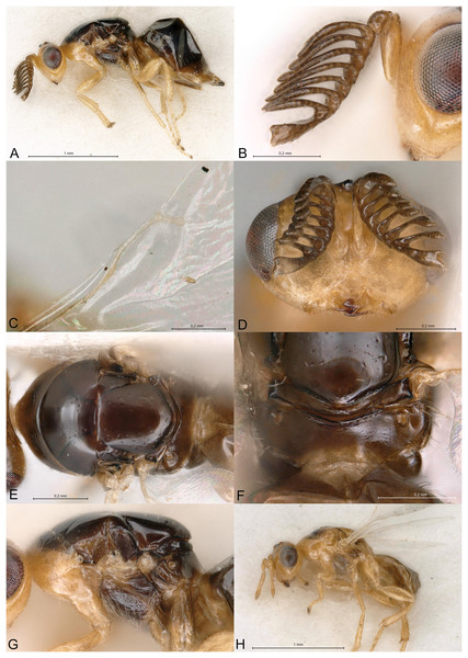 Delvareus dicranostylae.