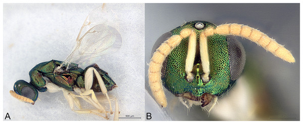 Afrothopus georgei.