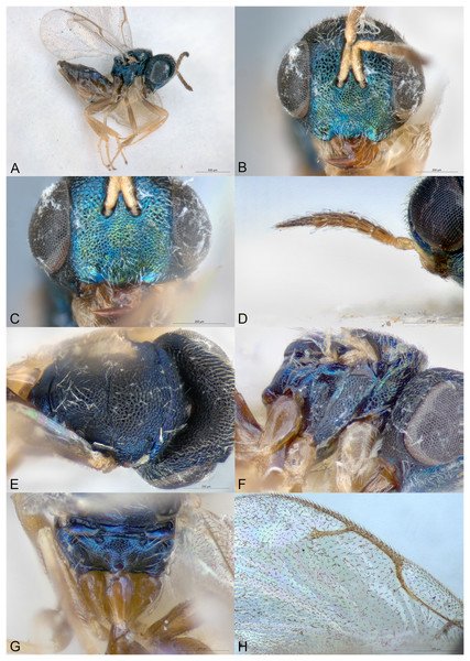 Pilosalis barbatulus.