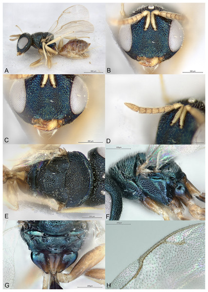 Pilosalis bouceki.