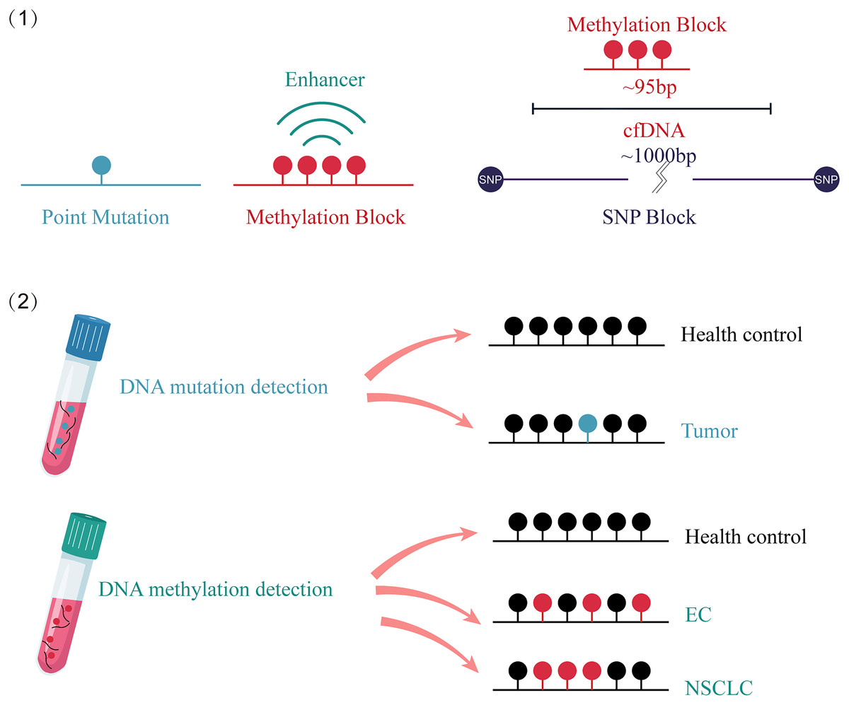 Circulating cell-free DNA-based methylation pattern in plasma for