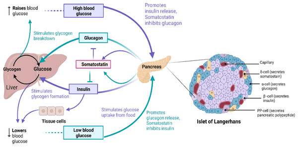 The role of insulin signaling in glucose regulation.