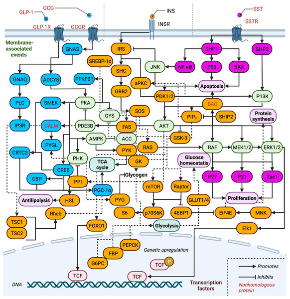 Overview of insulin related signaling pathways.