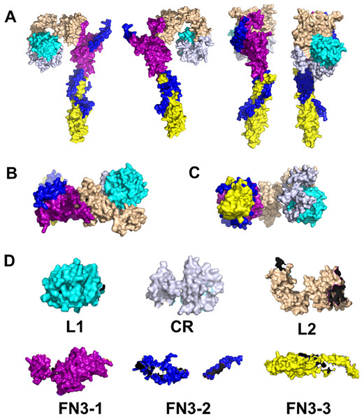 Structure prediction of coral insulin receptor.