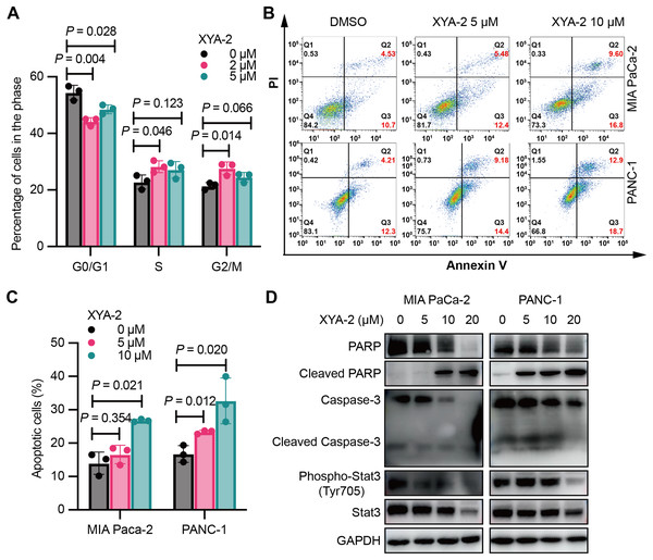 XYA-2 induces cell cycle arrest and apoptosis in pancreatic cancer cells.