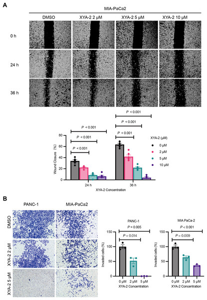 XYA-2 exhibits concentration-dependent inhibition of invasion and migration in pancreatic cancer cells.
