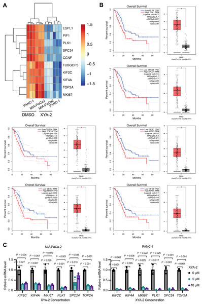 XYA-2 downregulates critical genes, associated with better survival in pancreatic cancer, and shows potential as a regulator of pancreatic cancer progression.